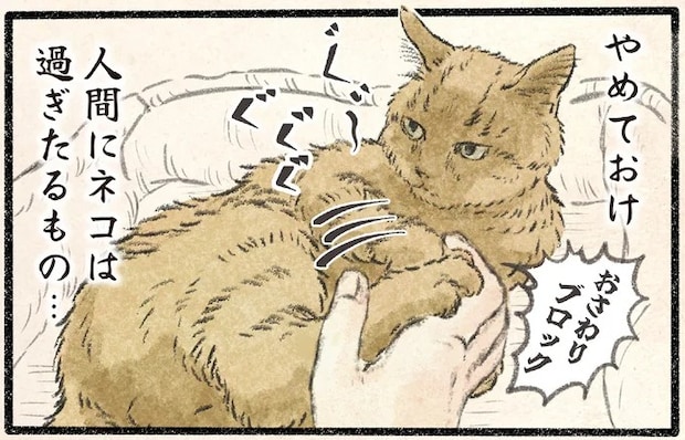 「人間にネコは過ぎたるもの」機嫌がいいから触らせてやってもいいが.../今日もネコ様の圧が強い2