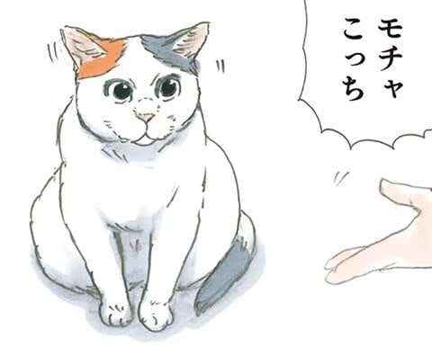 父と母に同時に呼ばれた猫。そのリアクションはずるい！／拾い猫のモチャ5