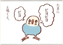 「プジェ、キュキュ、ジャア」たまに来る「ピヨ」の鳴き声がかわいい我が家のセキセイインコ／プジェ日記！