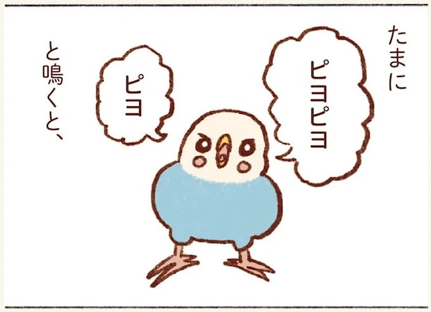 「プジェ、キュキュ、ジャア」たまに来る「ピヨ」の鳴き声がかわいい我が家のセキセイインコ／プジェ日記！