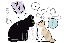 めったに怒らない温厚な猫。珍しく怒った理由が...なんて愛おしい！／黒猫ろんと暮らしたら7