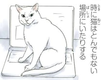 保護された猫は今日も元気です。時にはとんでもない場所でこんな顔をして...／拾い猫のモチャ5