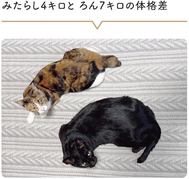 15986828.webp