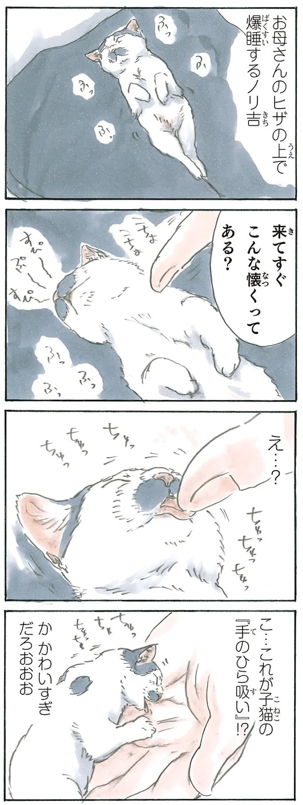 13238835.webp