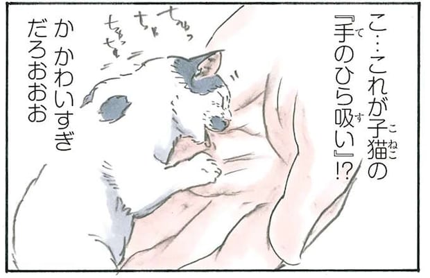 新しくやってきた幼い保護猫。へそ天＆手のひら吸いのコンボは破壊力抜群！／拾い猫のモチャ5