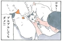 保護した子猫が心配は母。今日は先住猫のご飯に参戦して／拾い猫のモチャ5