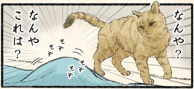 ネコ様が危険を察知⁉ 人間に吸われるぅぅぅー！／今日もネコ様の圧が強い2