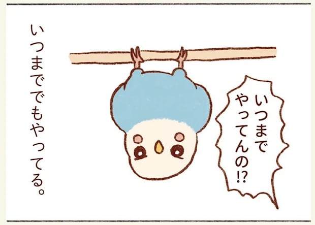 なぜ⁉ セキセイインコがよくする逆さ吊り。理由を調べてみたら「ほっこり」／プジェ日記！