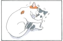 保護された子猫と先住猫。かわいがってくれているようで...／拾い猫のモチャ6