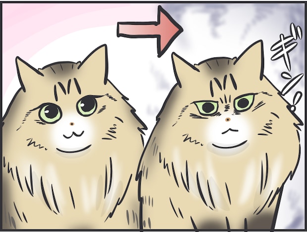 「猫はクール」と言われるけど...猫だって実は表情豊かだと思う理由／フニャコ
