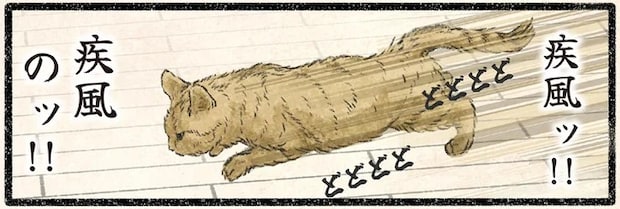 疾風のごとく部屋中を駆け回るネコ様が。血が騒ぐ「理由」は？／今日もネコ様の圧が強い2