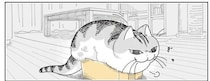 愛猫のサイズを見誤った！ 小さすぎる箱になんとか入ろうとするけれど...／夜は猫といっしょ7