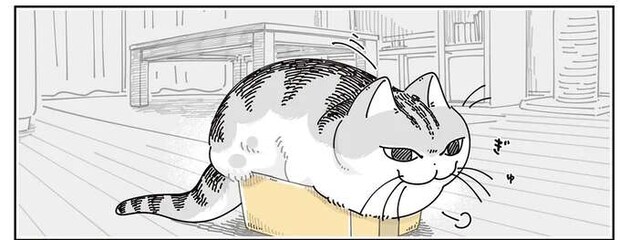 愛猫のサイズを見誤った！ 小さすぎる箱になんとか入ろうとするけれど...／夜は猫といっしょ7