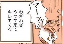「やめろ」ってこと？ 猫がわざわざやってきてキレ散らかす理由は／うちの猫は仲が悪い