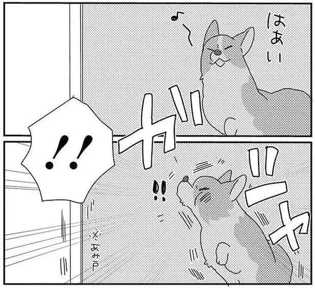 愛犬が網戸に気付かずドーン！ ドジだと思ったら新事実発覚!?／あしょんでよッ8