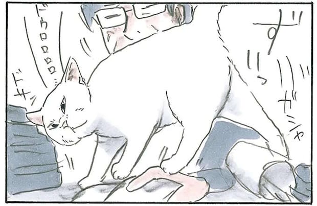 猫の「暴挙」。居場所がなければ私が作るとばかりに、飼い主の前で寝転ぼうと...／拾い猫のモチャ7