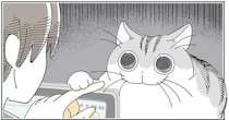 猫がそんな目を...。「興味を持ったものの正体」を見た瞬間、こんな顔に／夜は猫といっしょ8