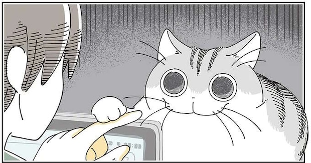 猫がそんな目を...。「興味を持ったものの正体」を見た瞬間、こんな顔に／夜は猫といっしょ8
