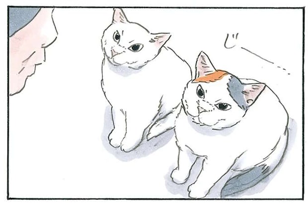 まず子猫が甘えてその後に? おやつがほしい猫たちのあざとい作戦/拾い猫のモチャ7