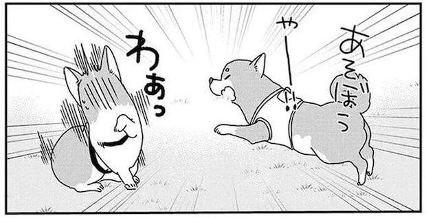 柴犬とコーギーが、なぜかドッグランでライバル関係に。見守る飼い主の本音は／あしょんでよッ10