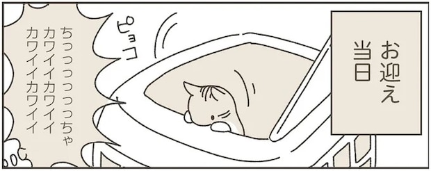 保護猫を迎えることにした女性。「初日は何もしない」と心に決めていたが...えええ！／ねこのつゆちゃんのことで頭がいっぱいです