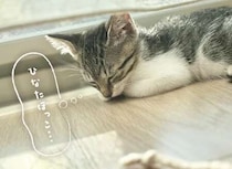完全に家に馴染んだ保護猫。お気に入りの昼寝スポットは...／ねこのつゆちゃんのことで頭がいっぱいです