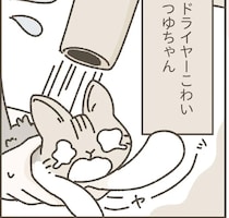家に馴染んでくれた保護猫。初めてのシャンプーをしてみたら...／ねこのつゆちゃんのことで頭がいっぱいです