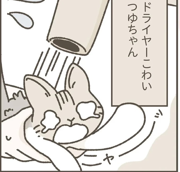 家に馴染んでくれた保護猫。初めてのシャンプーをしてみたら...／ねこのつゆちゃんのことで頭がいっぱいです