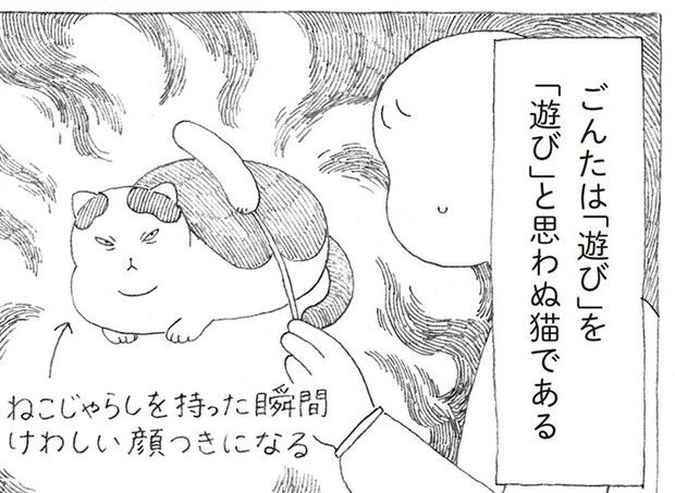 元野良の愛猫。飼い主が猫じゃらしを見せると険しい表情に...⁉／野良猫ごんた、家猫になる