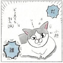 だ、誰？ 愛猫の顔が夜と顔が違いすぎ！ 時間が経つにつれガラが悪い顔になり...／うちの猫は今日も塩対応
