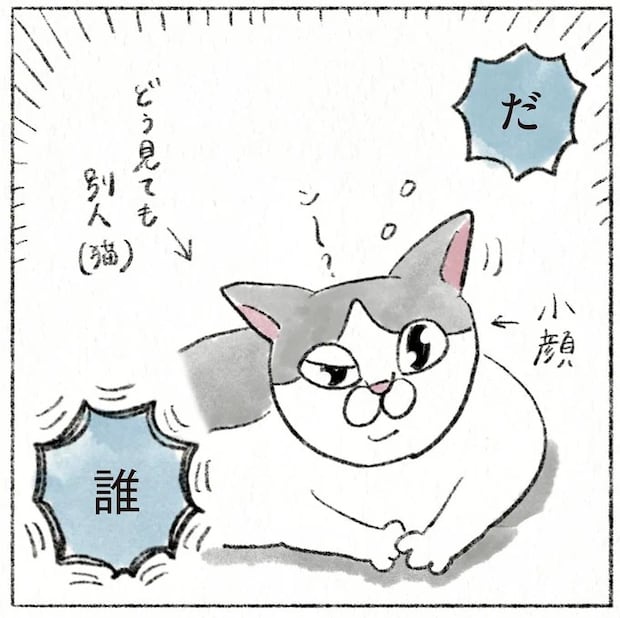 だ、誰? 愛猫の顔が夜と顔が違いすぎ! 時間が経つにつれガラが悪い顔になり.../うちの猫は今日も塩対応