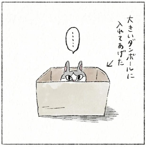 もはや入れてないだろ...。愛猫が「みちみち小さい段ボール箱」を好きすぎる/うちの猫は今日も塩対応
