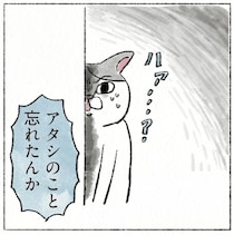 「アタシのこと忘れたんか」愛猫が、実家に帰省した娘を思い出すまでの試練／うちの猫は今日も塩対応