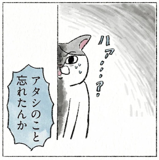 「アタシのこと忘れたんか」愛猫が、実家に帰省した娘を思い出すまでの試練/うちの猫は今日も塩対応