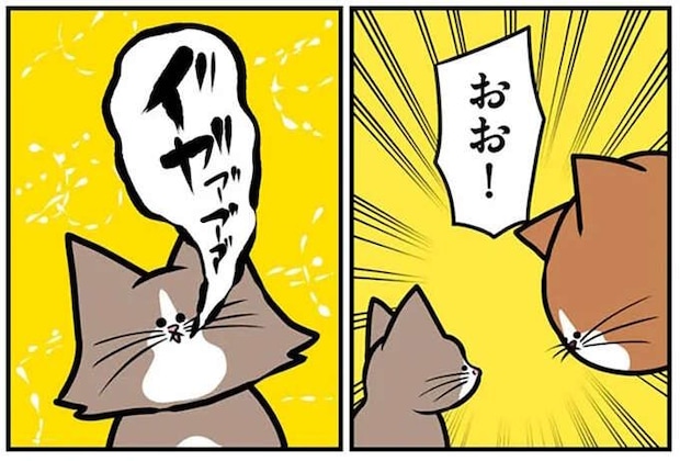 先住猫から新入り猫への「洗礼」。ファーストコンタクトで...えええ?/鴻池剛と猫のぽんた 1-3