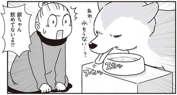 シニア犬の目が見えにくくなり、水が飲めなくなってきた...。水分補給どうする?/愛犬グミと銀次郎と過ごした日々