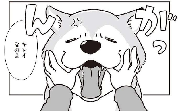 シニアの愛犬。苦手なお口ケアを頑張った後のごほうびは忘れない!/愛犬グミと銀次郎と過ごした日々