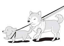 愛犬たちが若い頃はよくこうして並んで散歩した...シニアになったミニチュアダックスと柴犬／愛犬グミと銀次郎と過ごした日々