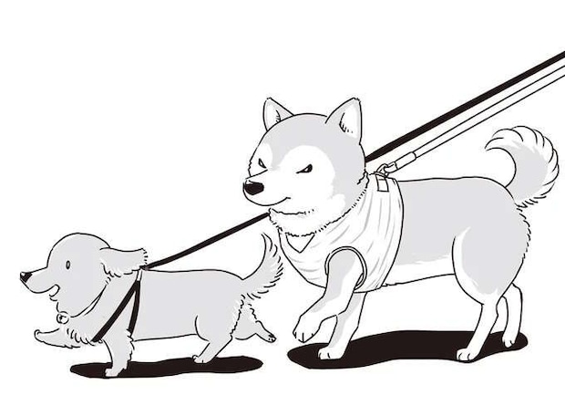 愛犬たちが若い頃はよくこうして並んで散歩した...シニアになったミニチュアダックスと柴犬／愛犬グミと銀次郎と過ごした日々