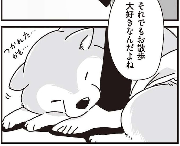 愛犬が年をとって足が弱ってきた。それでもお散歩大好きだから.../愛犬グミと銀次郎と過ごした日々