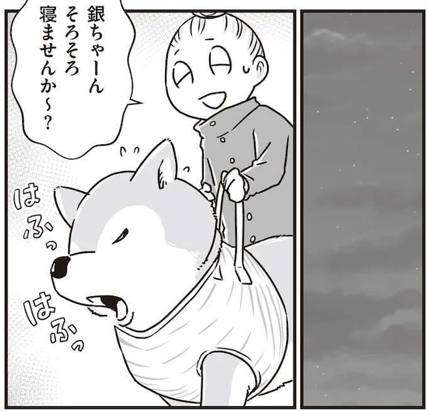シニア柴犬との深夜の散歩。同じ場所をぐるぐる歩き、まるで世界で2人きりのよう.../愛犬グミと銀次郎と過ごした日々