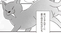 毎日シニア犬たちに元気いっぱいに絡む、元野良猫のニューフェイス／愛犬グミと銀次郎と過ごした日々