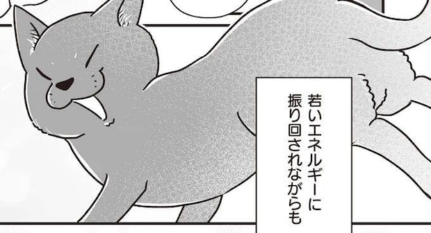 毎日シニア犬たちに元気いっぱいに絡む、元野良猫のニューフェイス／愛犬グミと銀次郎と過ごした日々