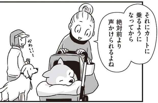 愛犬へかけられる声が「渋い」から「かわいい～」に。カートに乗るようになったシニア犬／愛犬グミと銀次郎と過ごした日々
