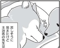 意識がなくなり、旅立っていった柴犬・銀次郎。長い年月を一緒に過ごして／愛犬グミと銀次郎と過ごした日々