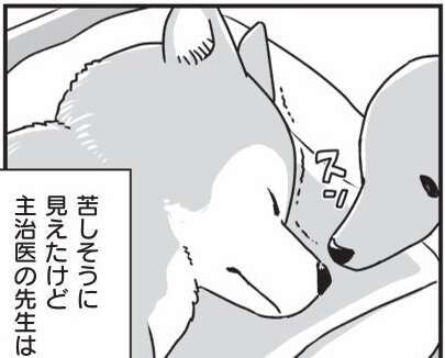 意識がなくなり、旅立っていった柴犬・銀次郎。長い年月を一緒に過ごして/愛犬グミと銀次郎と過ごした日々