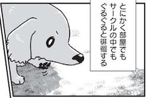 相棒だった愛犬が亡くなり、もう1匹の愛犬も年をとり...／愛犬グミと銀次郎と過ごした日々