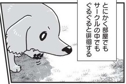 相棒だった愛犬が亡くなり、もう1匹の愛犬も年をとり.../愛犬グミと銀次郎と過ごした日々