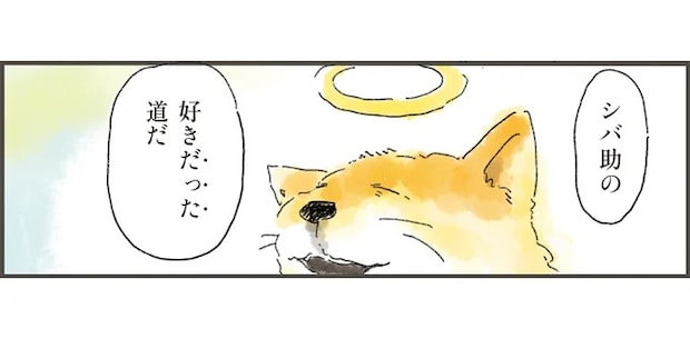 「もしかしたら...どこからかひょっこり」。亡き愛犬との散歩道を歩く飼い主／天国での暮らしはどうですか2