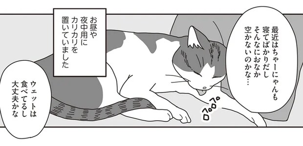 15歳の飼い猫がカリカリを食べなくなった。それが「きざし」だった／世界一幸せな飼い主にしてくれた猫